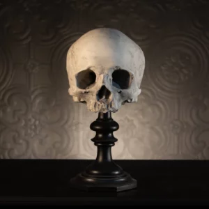 <b>THE BLACKENED TEETH</b> - CRÂNE DE J.DOE RÉPLIQUE SOCLE